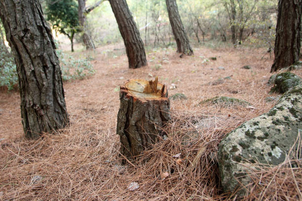 How Our Tree Care Process Works  in  Rose Lodge, OR