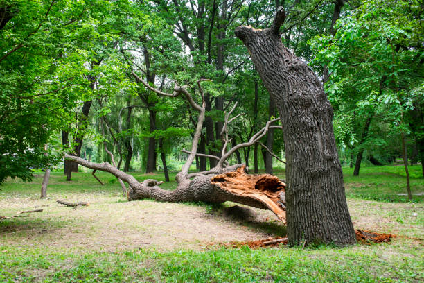 Reliable Rose Lodge, OR Tree Care Solutions